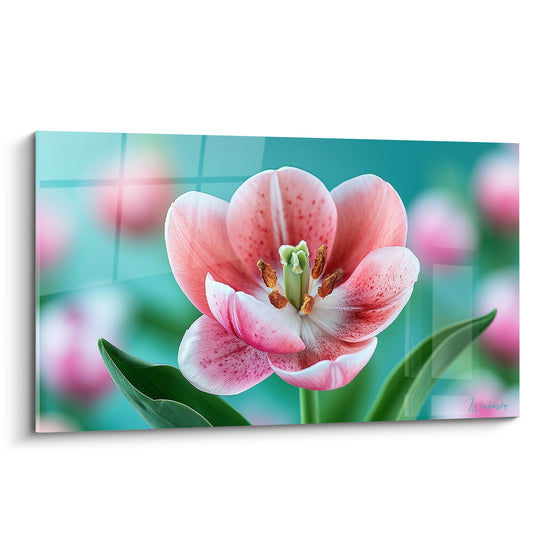 Tulipe rose et blanche épanouie au cœur doré sur un fond turquoise flouté et lumineux