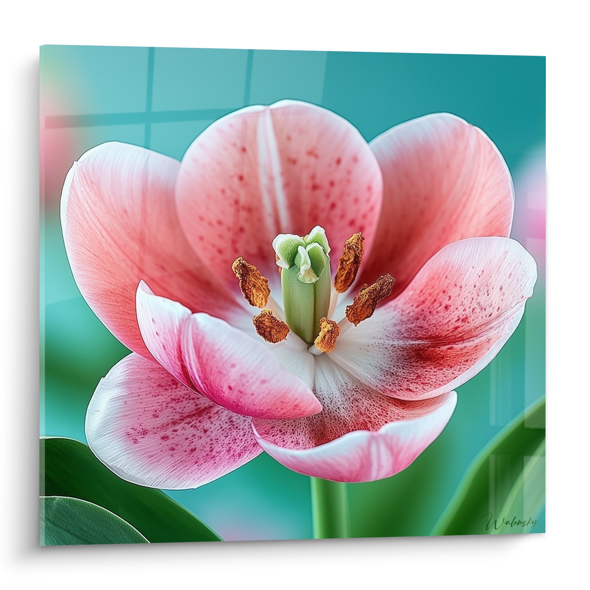 Tulipe rose et blanche largement ouverte, étamines dorées, fond turquoise en arrière-plan