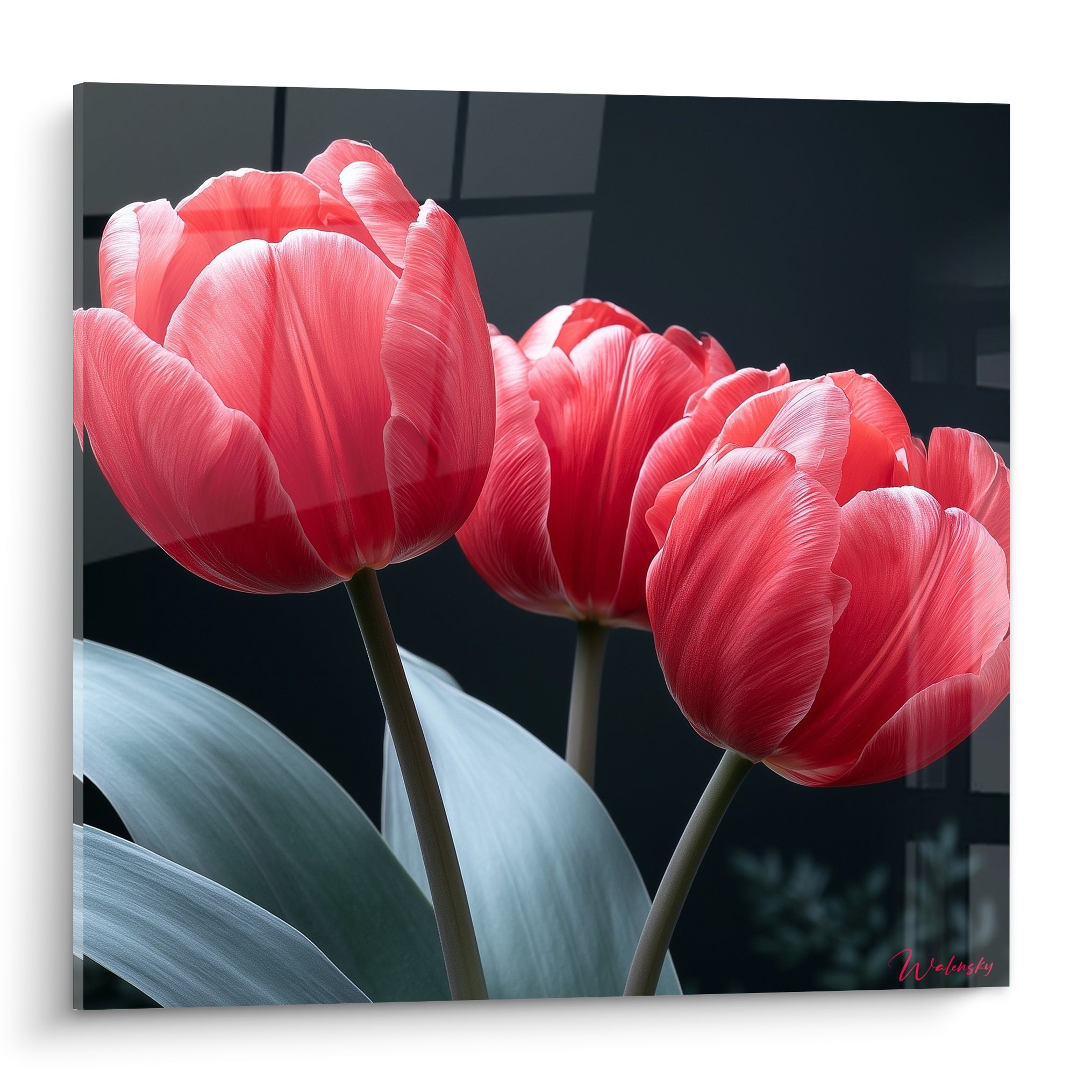 Tulipes roses aux pétales veinés de blanc se déploient sur un fond anthracite graphique