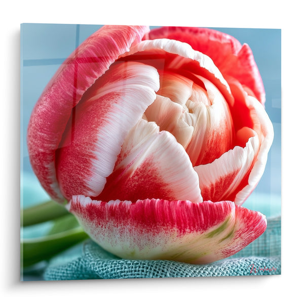 Tableau Tulipe rose et blanche posée sur toile de lin - Pétales veloutés en spirale - Edition Tulipe