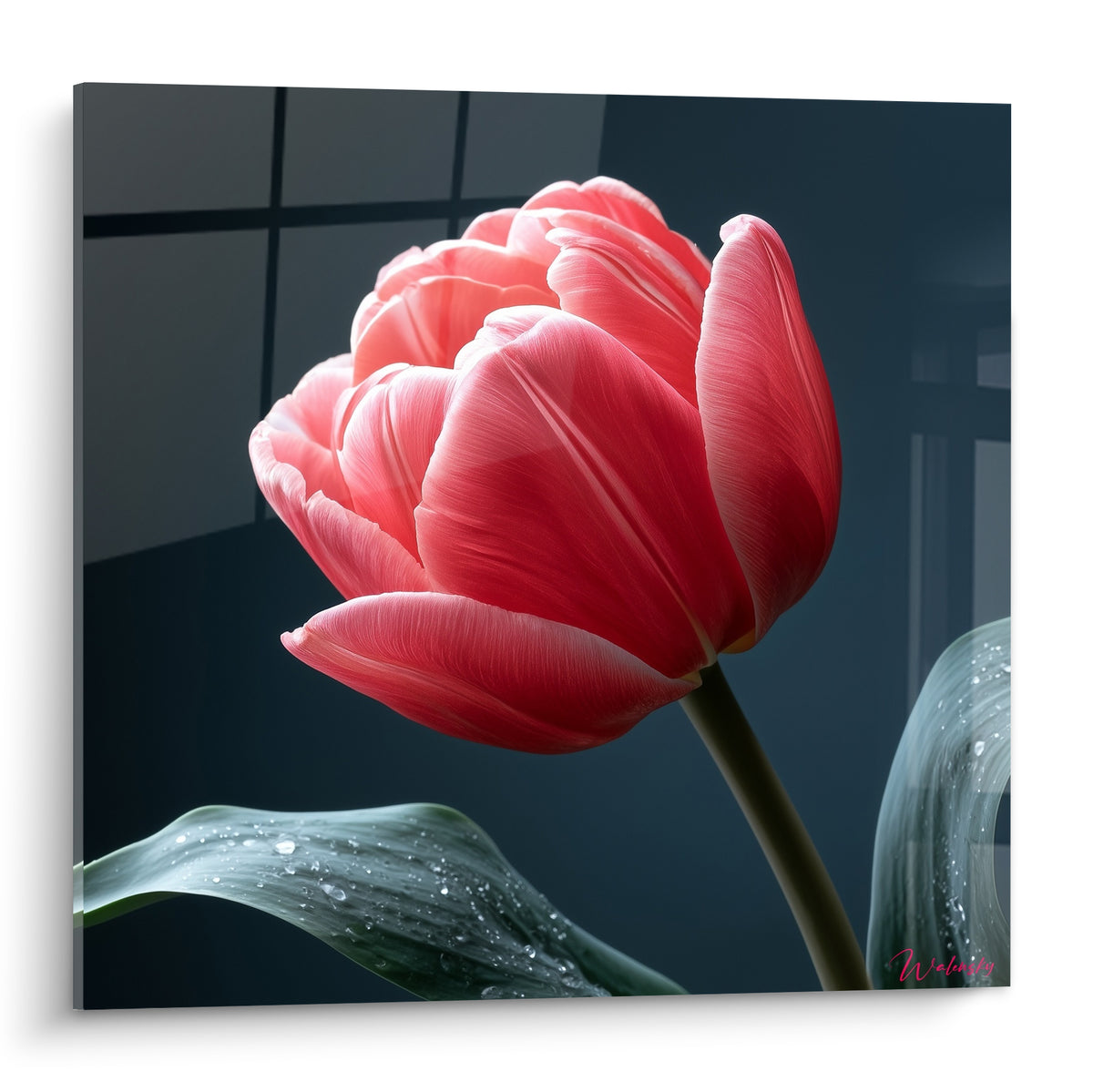 Tulipe rose corail aux pétales veinés de blanc, gouttelettes sur fond anthracite structuré