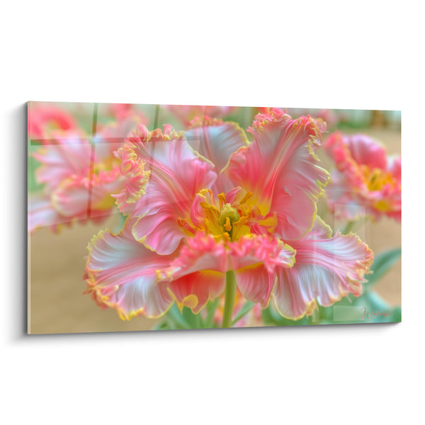 Tableau Tulipe perroquet rose et blanche aux pétales frangés - Cœur jaune vif - Edition Tulipe