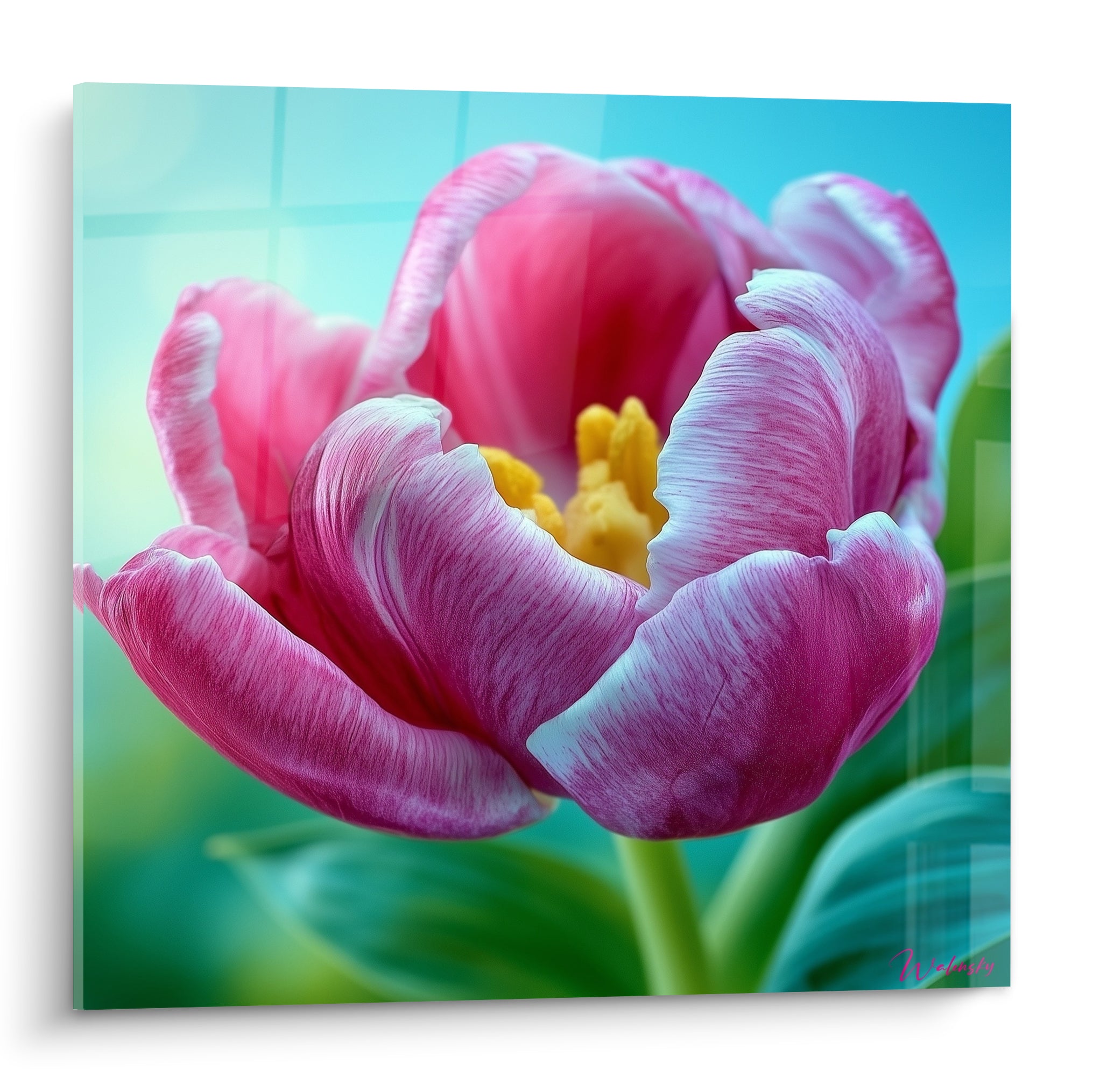 Tulipe rose fuchsia et bleu ciel aux pétales veloutés ouverts, cœur pistil doré éclatant