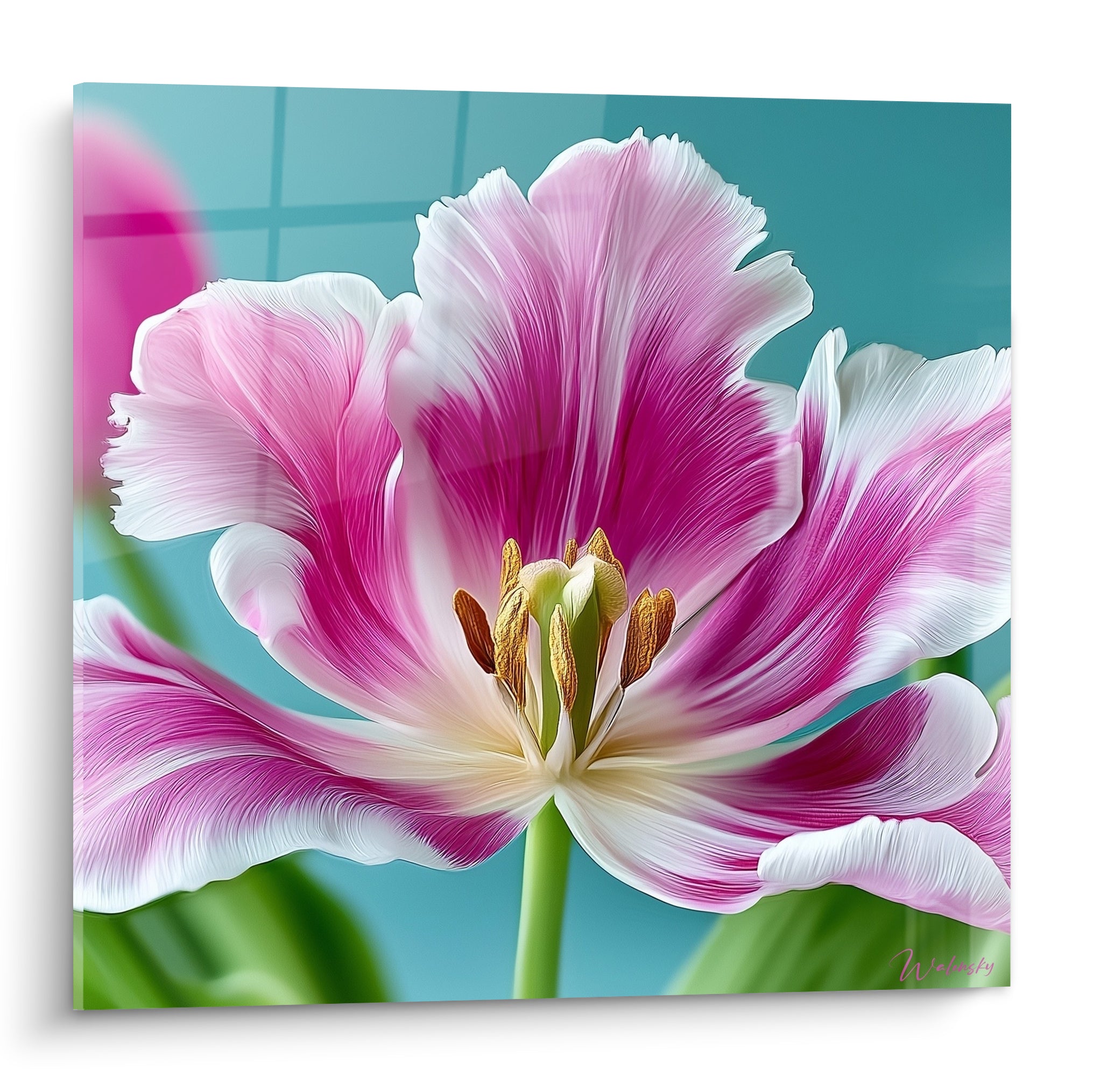 Tulipe rose fuchsia et blanche épanouie, cœur doré, sur fond turquoise éclatant