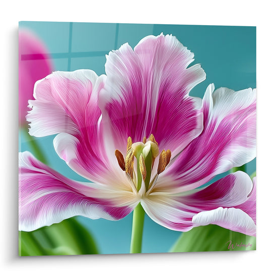 Tulipe rose fuchsia et blanche épanouie, cœur doré, sur fond turquoise éclatant