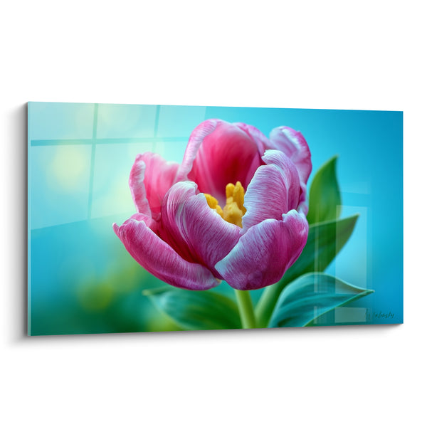 Gemälde Rosa Tulpe und Türkis mit goldenen Staubgefäßen - Samtweiche, offene Blütenblätter - Tulpen-Edition