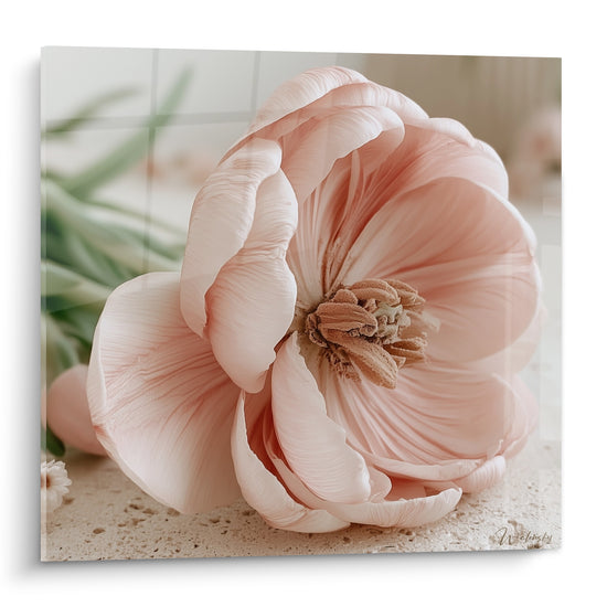 Tulipe rose pâle et beige, pétales déployés en volutes, cœur ocre texturé, fond flou naturel
