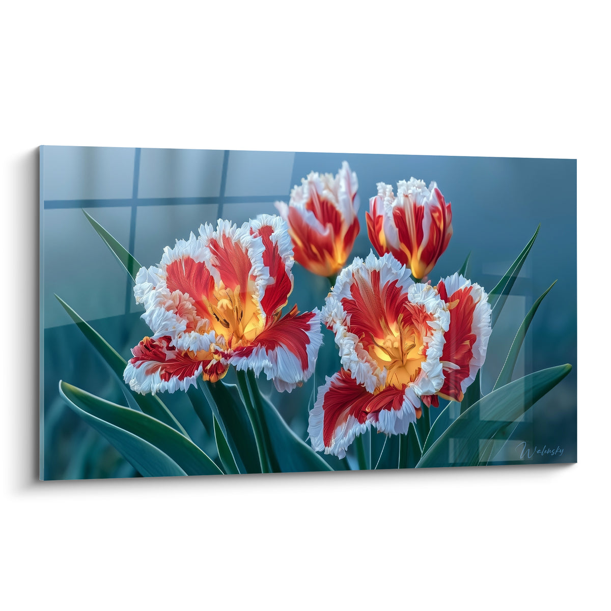 Tulipes rouges, blanches et dorées aux pétales frangés sur fond bleu anthracite brumeux