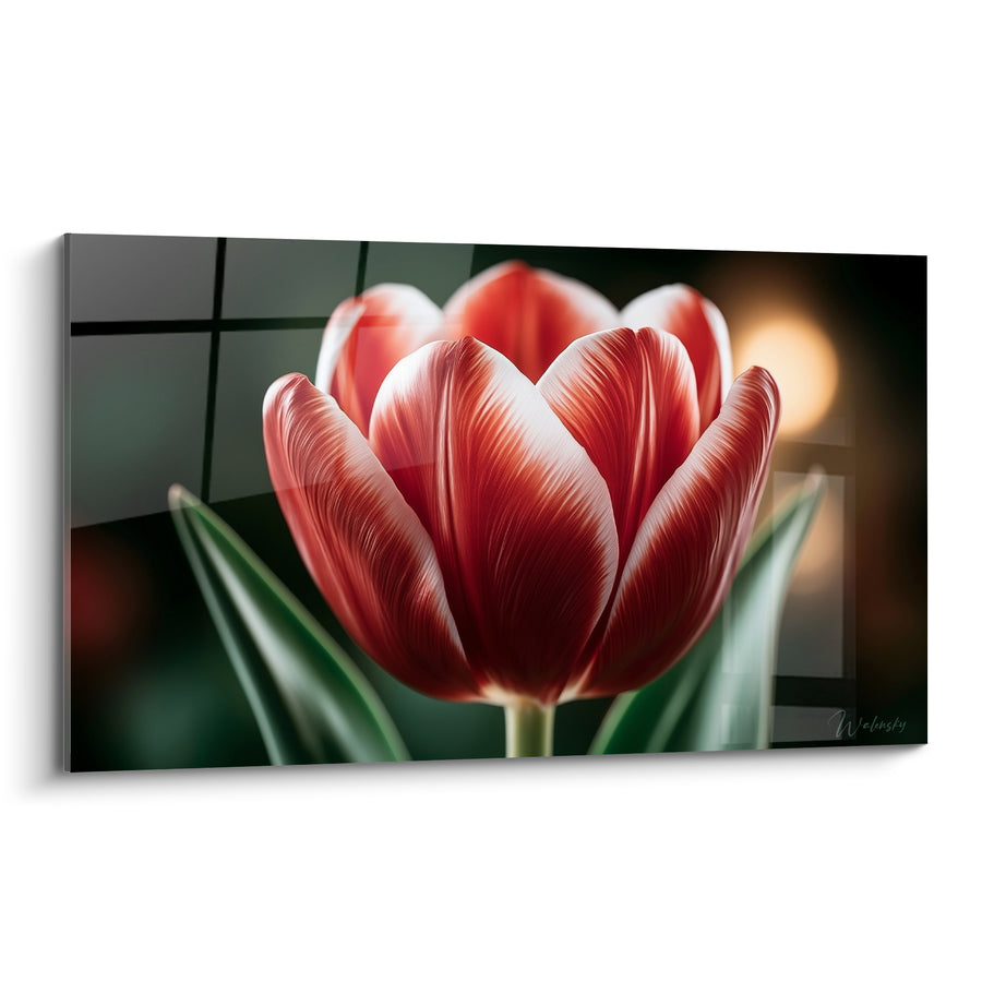 Tableau Tulipe rouge et blanche aux nervures satinées - Halo doré en fond - Edition Tulipe