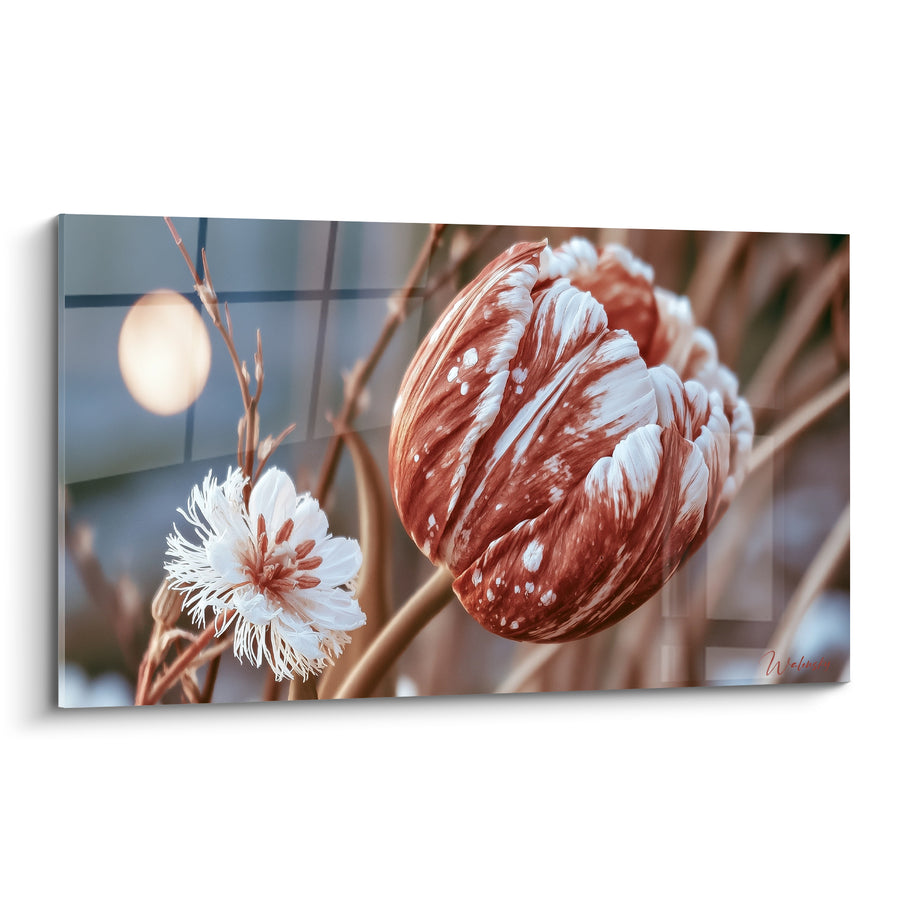 Tableau Tulipe terracotta et blanche aux pétales veinés - Résistance hivernale - Edition Tulipe