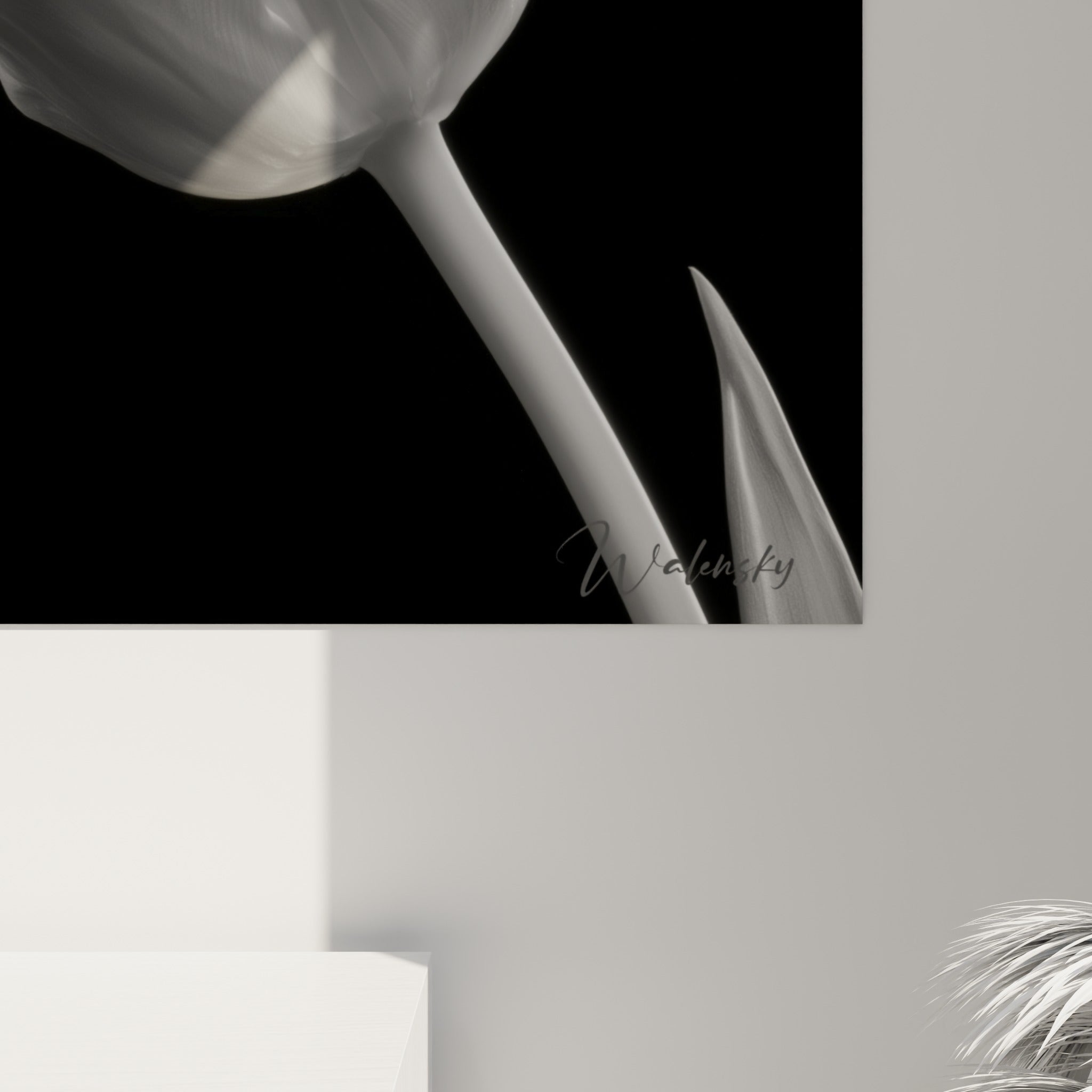 Empâtements subtils sur les pétales blancs de la tulipe, grain photographique et nuances de gris en gros plan