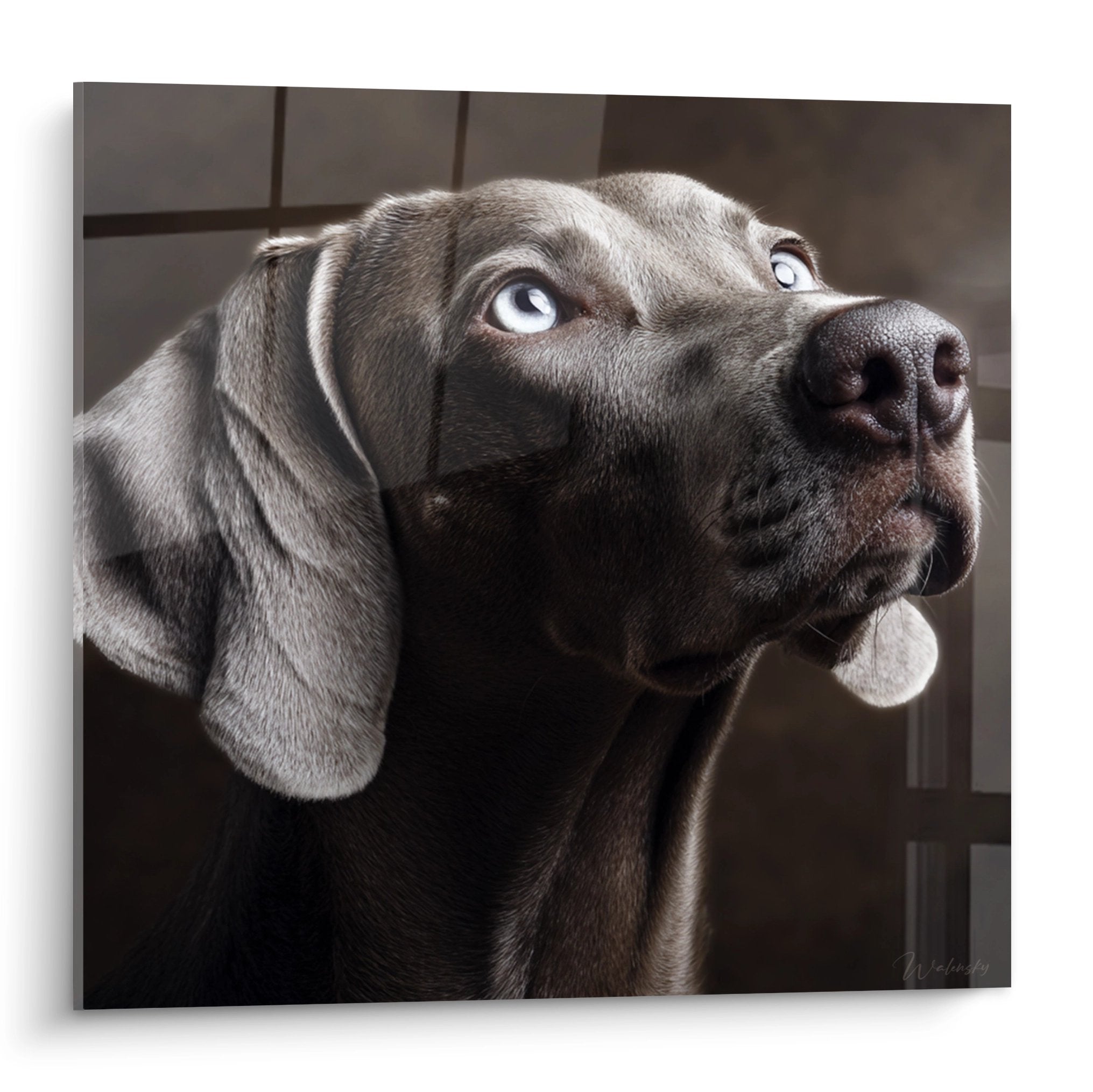 Portrait réaliste Weimaraner aux yeux bleus perçants sur fond beige, tableau mural moderne