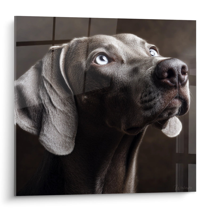 Tableau Chien aux Yeux Bleus Perçants - Regard Saisissant - Edition Weimaraner
