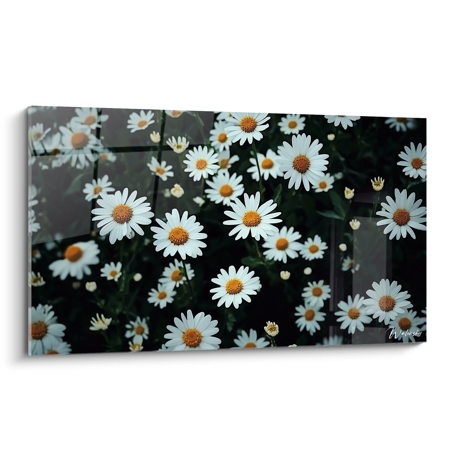 Un tableau marguerite nature montrant des fleurs blanches aux centres jaunes sur un fond vert sombre, avec des pétales nets et une texture lisse contrastant avec un feuillage légèrement flouté.

