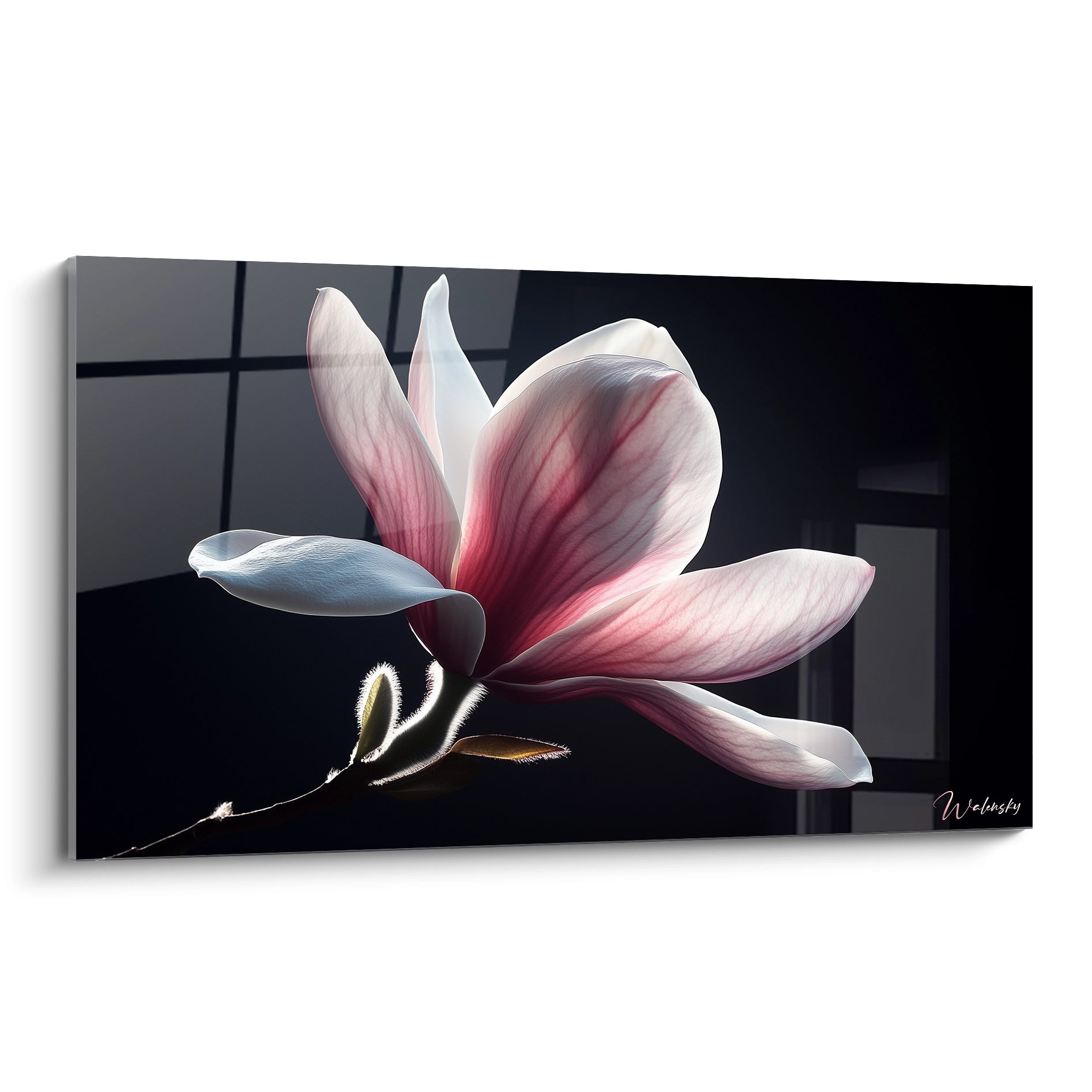 Un tableau Magnolia nature montrant un plan rapproché d’une fleur rose et blanche sur fond sombre, avec pétales lisses et reflets subtils.

