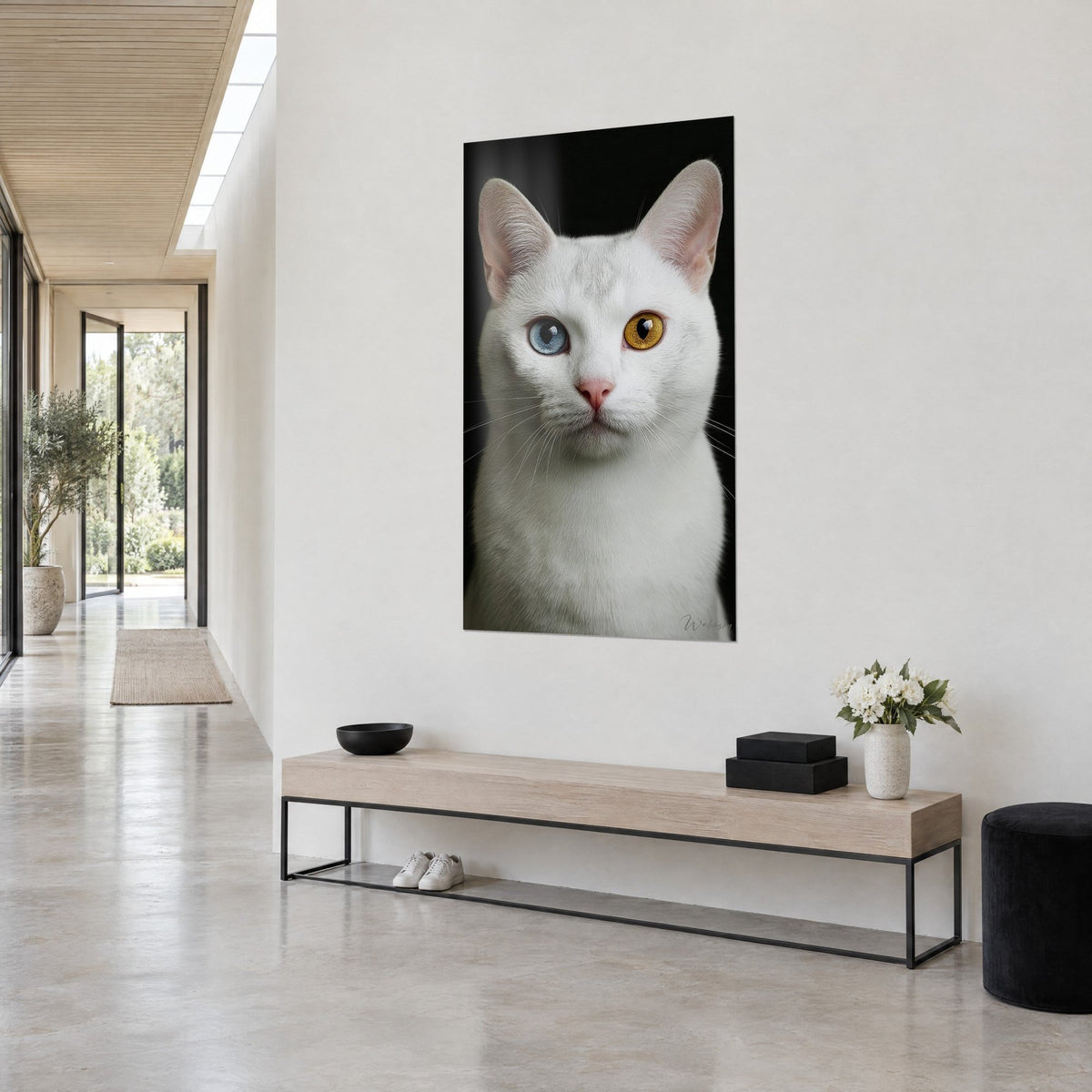Schilderij onberispelijke kat met hypnotiserende blik, ijsblauwe en goudkleurige amberkleurige irissen op zwarte achtergrond, lichte muur, gang en houten bank