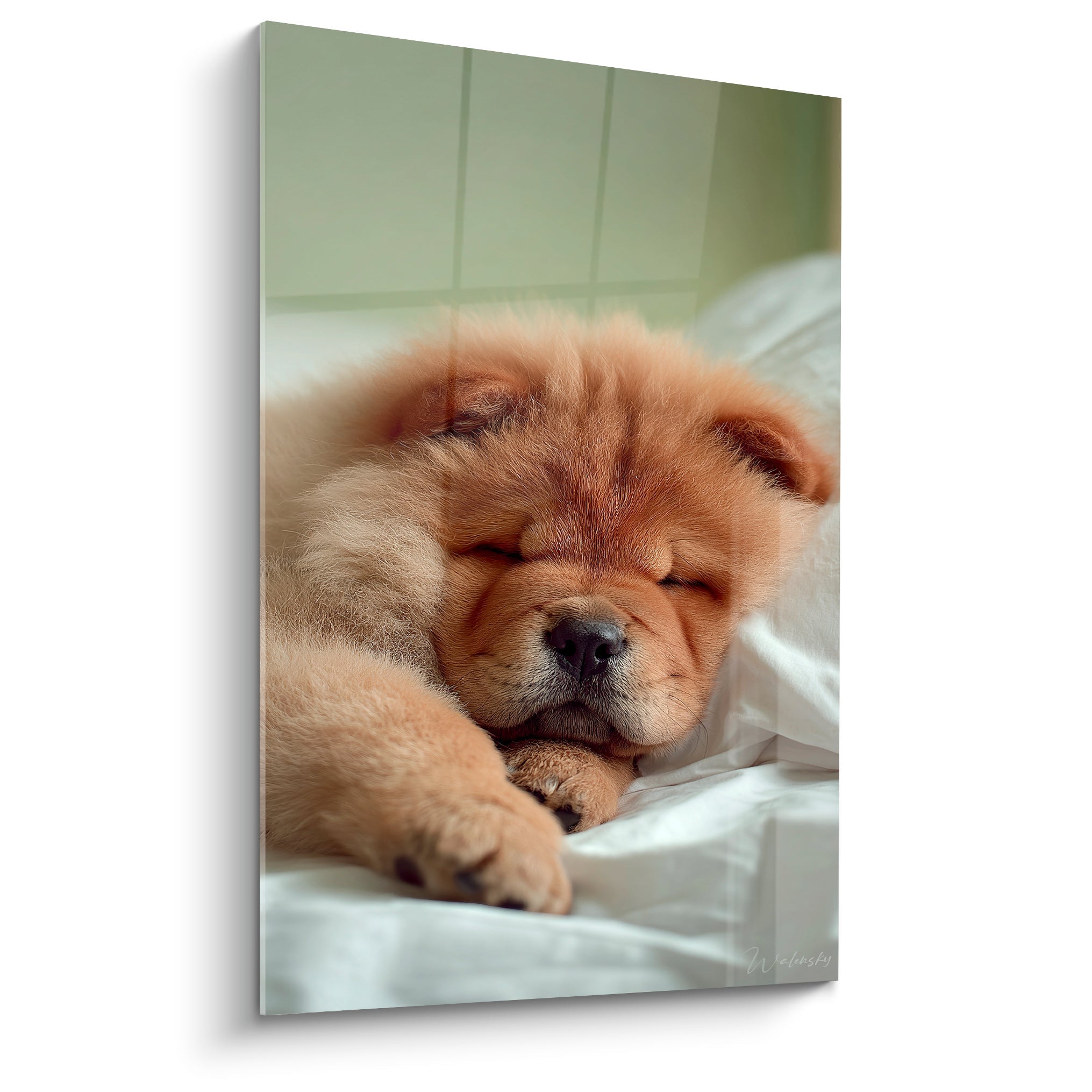 Tableau Chiot roux blotti museau noir entre ses pattes potelées - Petites pattes câlines - Edition Chow Chow