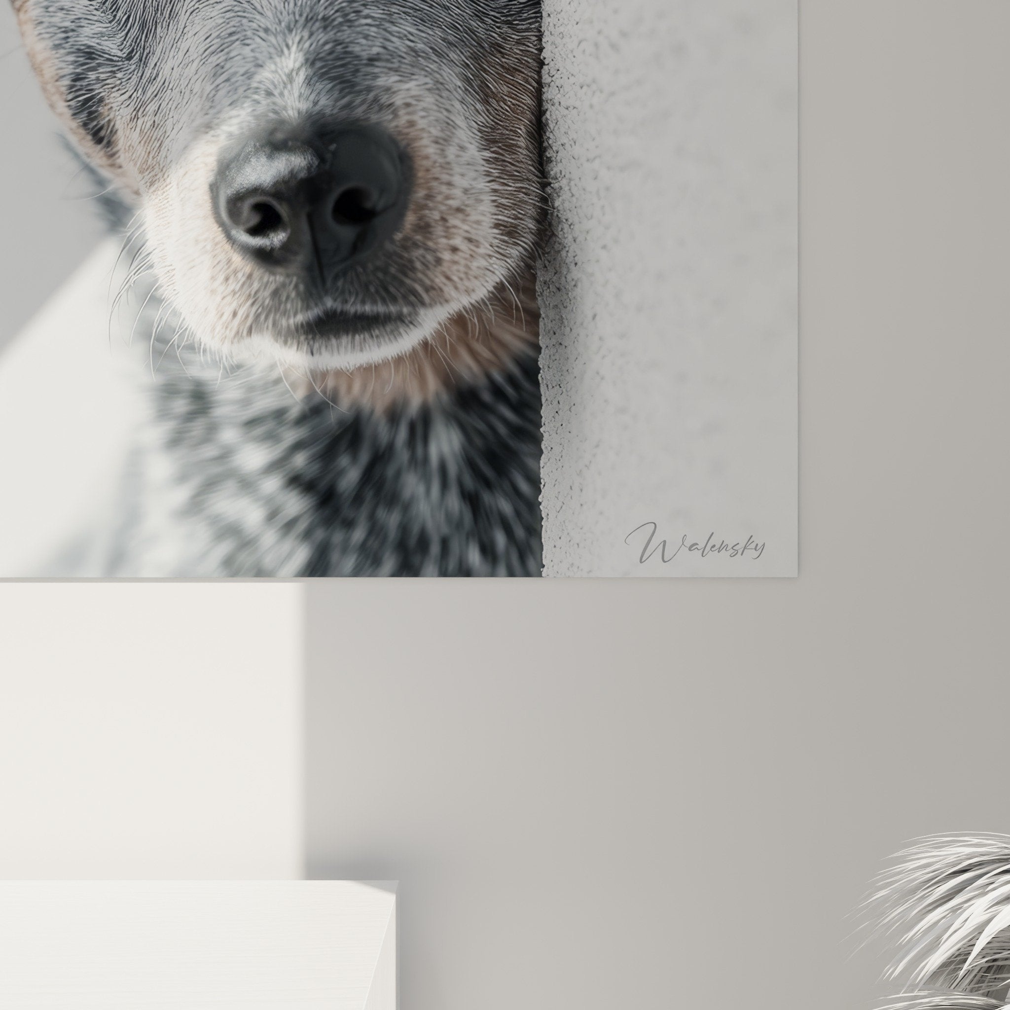 Vue d'ensemble tableau mural Australian Cattle Dog, composition cache-cache derrière mur blanc immaculé