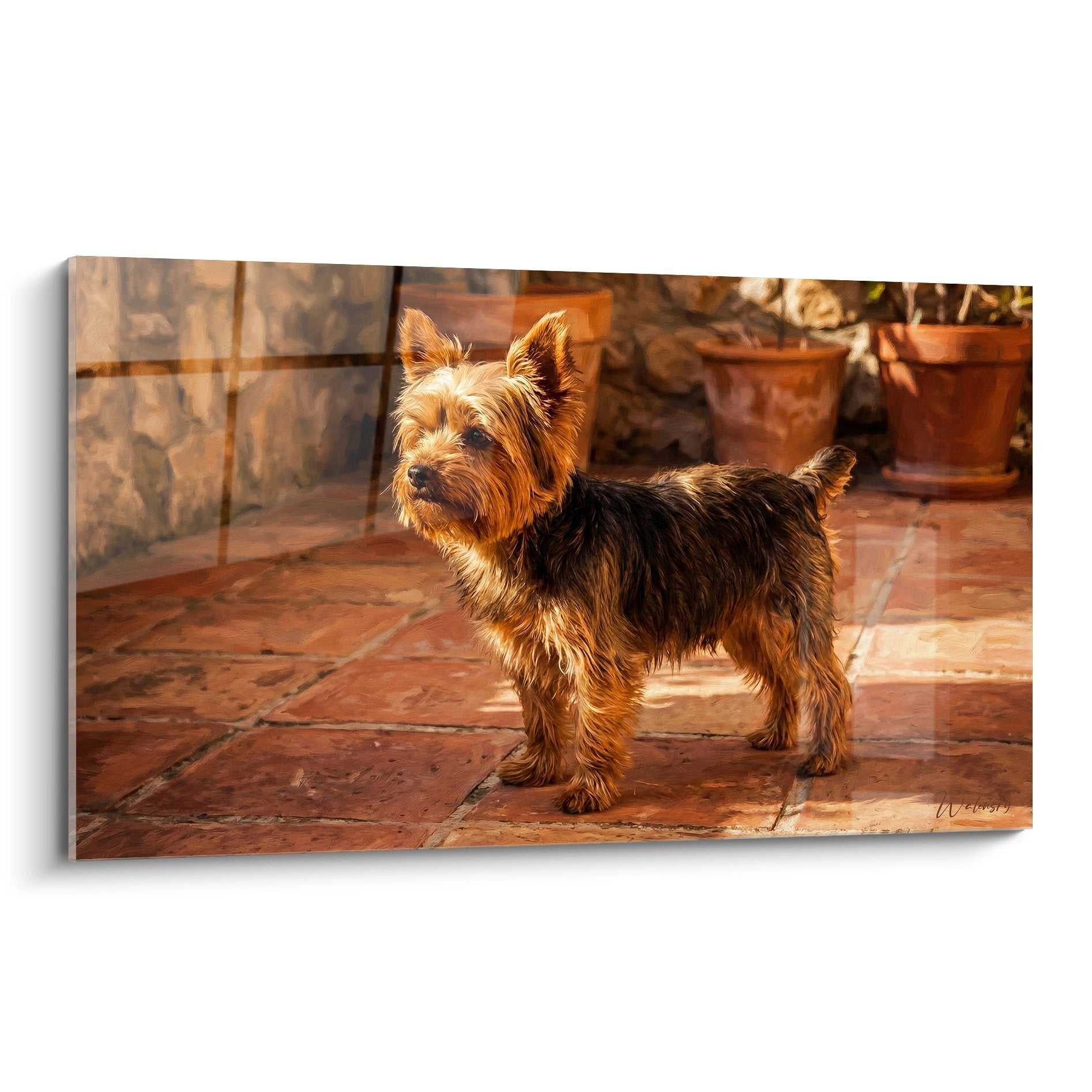 Yorkshire Terrier aux reflets dores sur carrelage terracotta baigne de lumiere chaude et naturelle